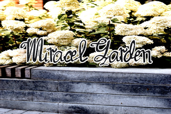 Miracel Garden: A Script Font with Delicate Charm